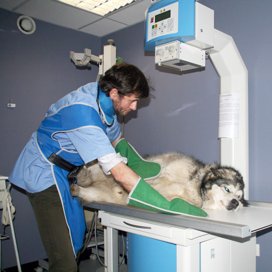 Radiographie et échographie (clinique vétérinaire Gambetta)