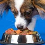 Alimentation et conseil en nutrition