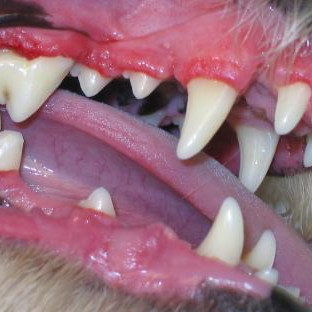 Dentisterie